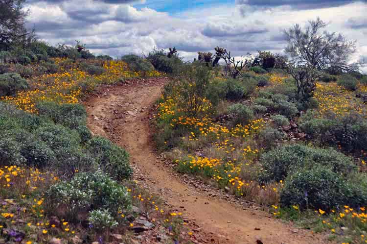 wildflowers